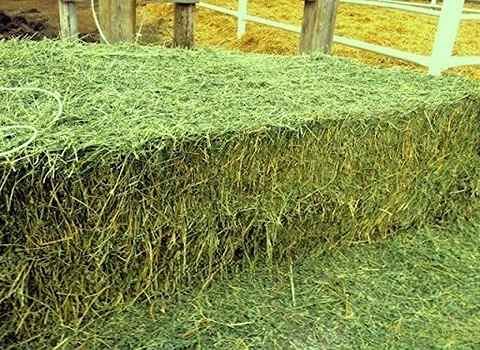 تصویر 1 از قیمت خرید خوراک دام ارومیه + فروش ویژه